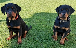 Pui Rottweiler  - imagine 4