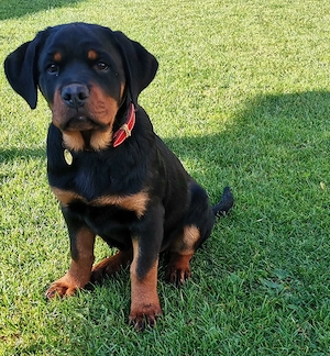 Pui Rottweiler 