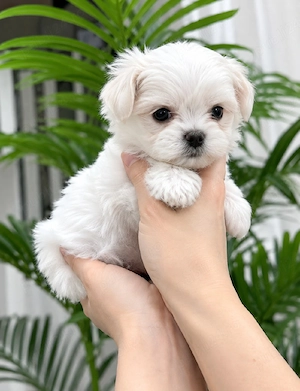 Puișori Bichon Maltez deosebit de frumoși! 