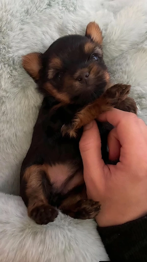 Fetita yorkshire terrier mini mini