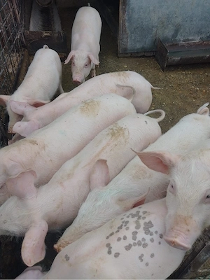porci de vanzare 