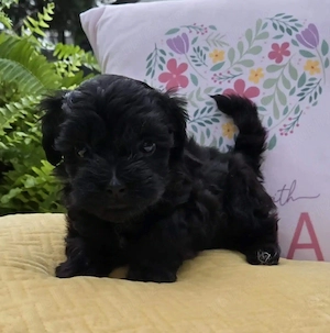 De vânzare Bichon Havanez negru!