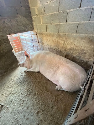 Vând porc crescut în gospodarie  - imagine 2