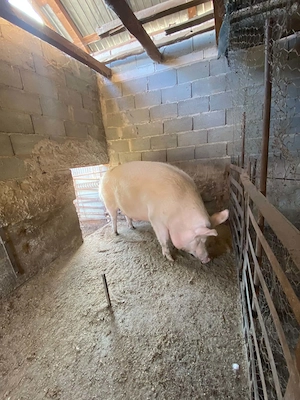 Vând porc crescut în gospodarie  - imagine 4