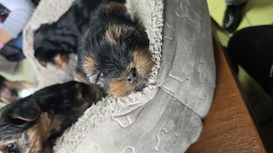 Yorkshire terrier - imagine 4
