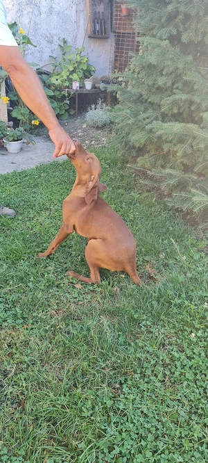 Catei vizsla maghiara 