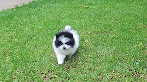 Fetița pomeranian 