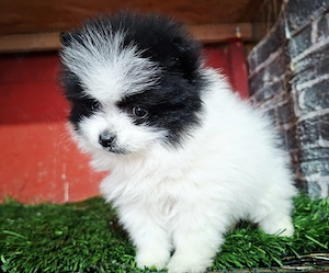 Fetița pomeranian  - imagine 2