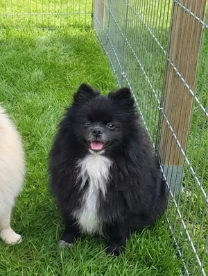 Fetița pomeranian  - imagine 3