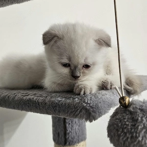 Pisicuta Scottish fold alb
