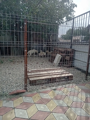 vand femela golden retriver - imagine 2