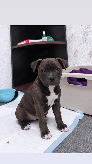 Pui amstaff pt adoptie