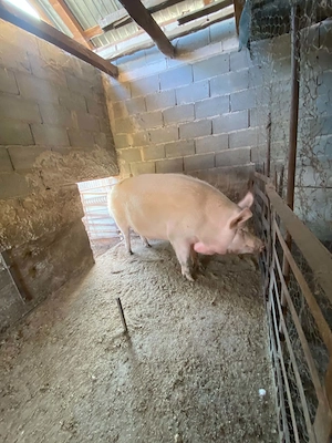 Vând porc crescut în gospodarie  - imagine 5
