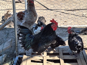 Găini pitice familie