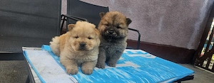 chow chow deosebiți  - imagine 4