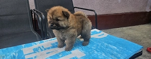 chow chow deosebiți 