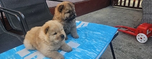 chow chow deosebiți  - imagine 3