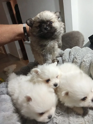 pomeranian boo superbi - imagine 3