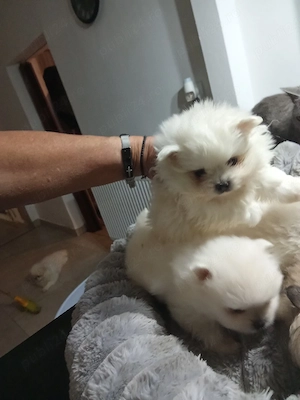 pomeranian boo superbi - imagine 2