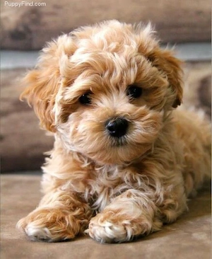 Maltipoo toy frumosi si sănătoși  - imagine 3