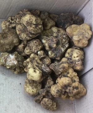 Vand caini de trufe ( pui maro cu alb ) lagotto romagnolo din parinti culegători  - imagine 4