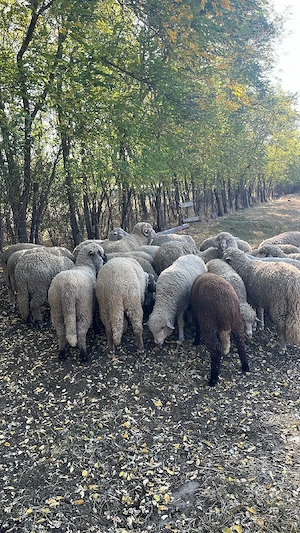 vand berbecuții pastrama de anul acesta