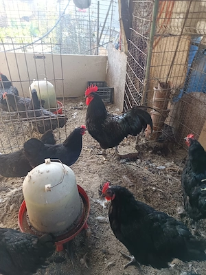 Găini și cocoș austrolorp 