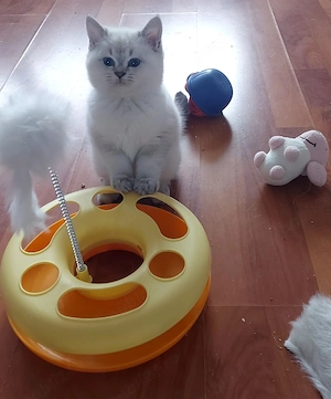 pisici british shorthair si scotish fold