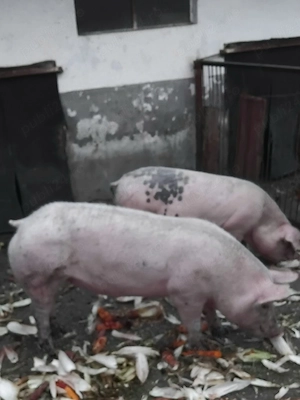 Porci de vânzare  - imagine 2