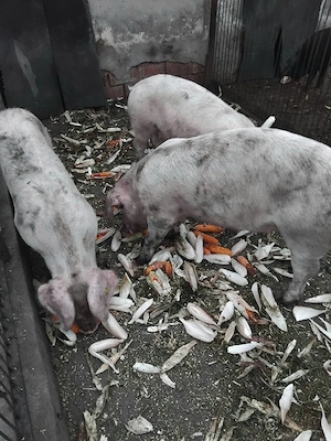 Porci de vânzare  - imagine 5