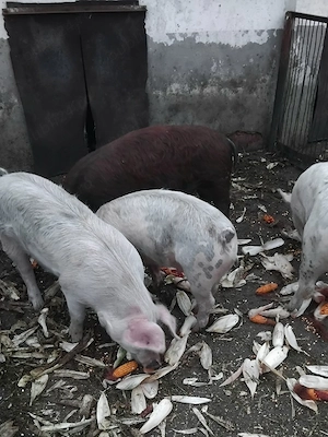 Porci de vânzare  - imagine 4