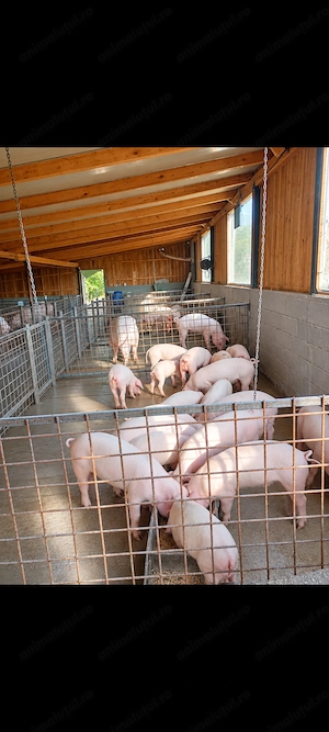 Purcei grăsuni Landrace, Marele Alb, Duroc