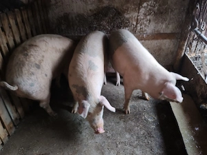 porci de tara 