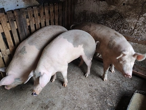 porci de tara  - imagine 3