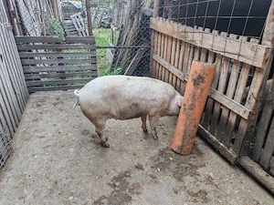 porci de tara  - imagine 5