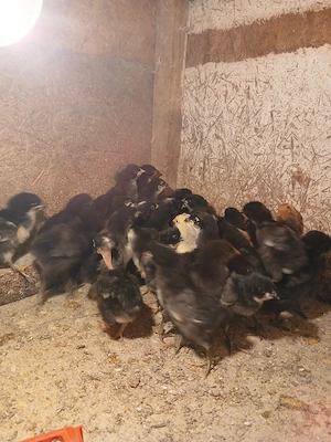 Pui de curte si australorp - imagine 3