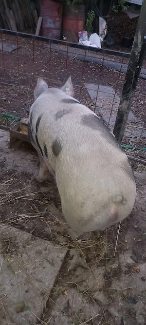 Porc de vânzare  - imagine 4