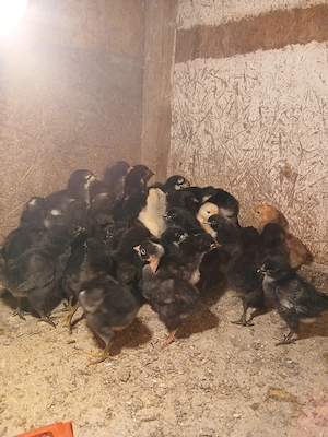 Pui de curte si australorp