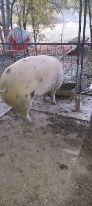 Porc de vânzare 