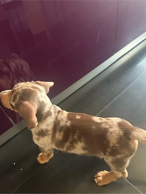 vand pui mascul Teckel   Daschund - imagine 4