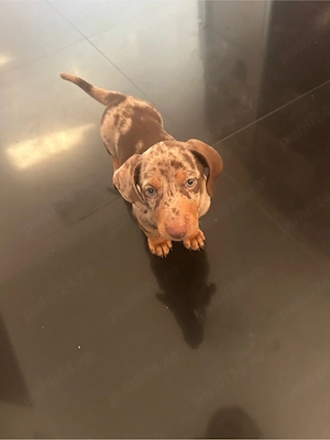 vand pui mascul Teckel   Daschund - imagine 3