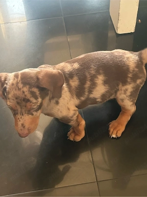 vand pui mascul Teckel   Daschund - imagine 5