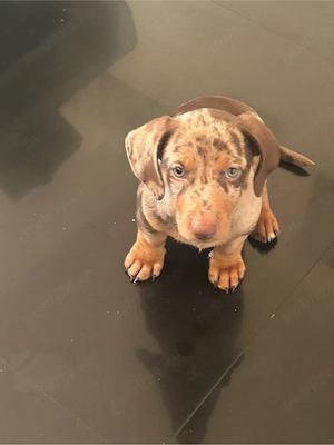 vand pui mascul Teckel   Daschund - imagine 2