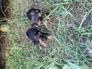 Cățel Yorkshire Terrier  - imagine 3