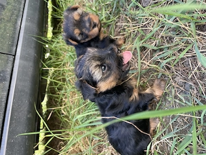 Cățel Yorkshire Terrier 