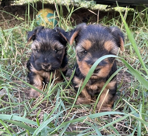Cățel Yorkshire Terrier  - imagine 2