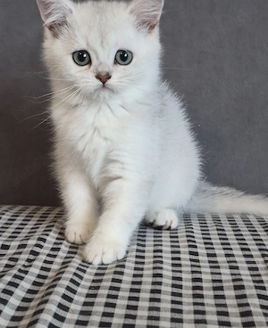 British shorthair silver  - imagine 2