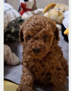 pudel toy cu pedigree fci