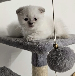 Pisicuta Scottish fold alb - imagine 2