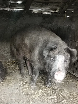 Vând porc de carne 280-300kg - imagine 2